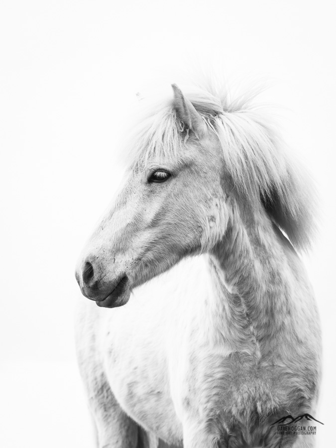 675x900 icelandic horse - Icelandic Horse Drawing