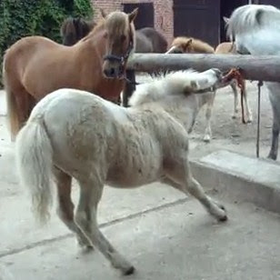 308x308 icelandic horses news - Icelandic Horse Drawing