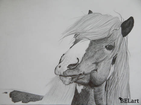 467x350 icelandic horse drawing portrait - Icelandic Horse Drawing