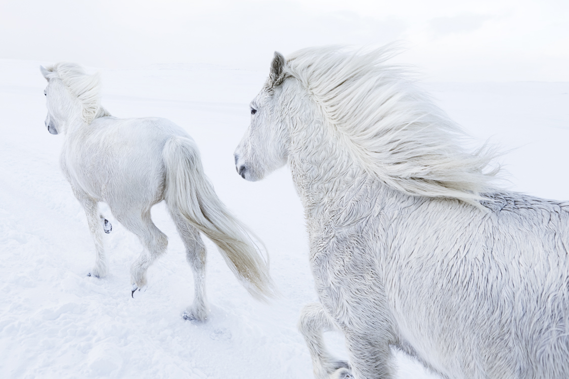 1125x750 photographer captures the mystical beauty of icelandic horses - Icelandic Horse Drawing