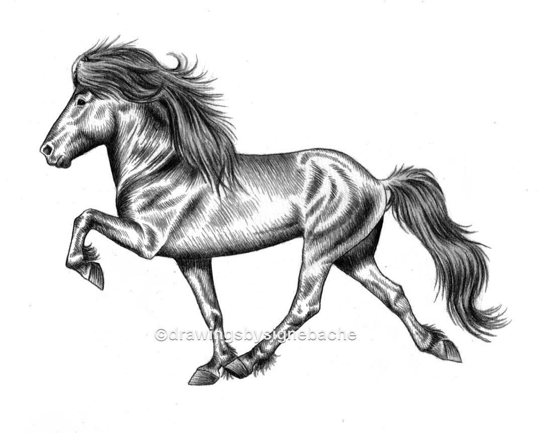 1080x861 as you may have guessed, i'm a huge fan of the icelandic horse - Icelandic Horse Drawing