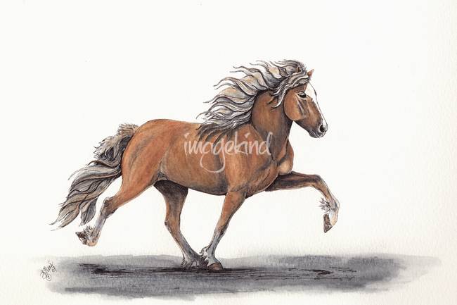 650x433 stunning icelandic horse artwork for sale on fine art prints - Icelandic Horse Drawing