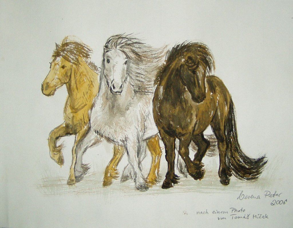 1024x799 icelandic art icelandic horses - Icelandic Horse Drawing