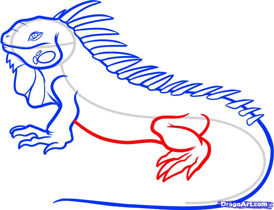 1135x870 how to draw a cartoon iguana - Iguana Cartoon Drawing