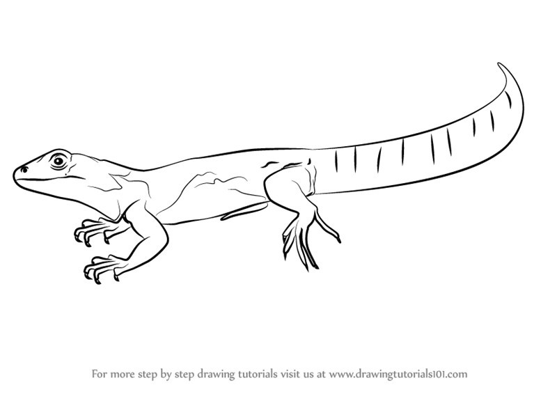 Iguana Cartoon Drawing at PaintingValley.com | Explore collection of
