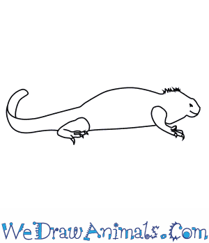 300x350 how to draw a marine iguana - Iguana Cartoon Drawing