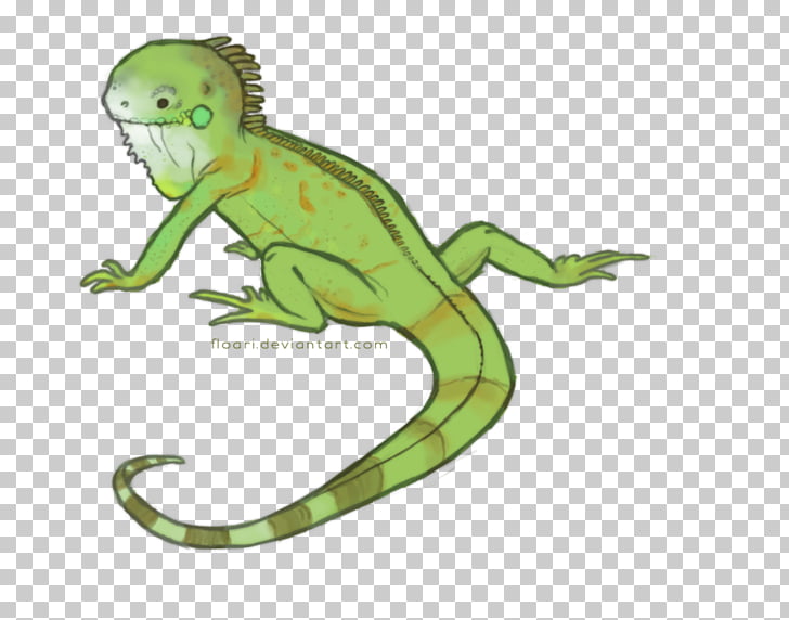 728x572 common iguanas drawing lizard sticker chibi, lizard png clipart - Iguana Cartoon Drawing