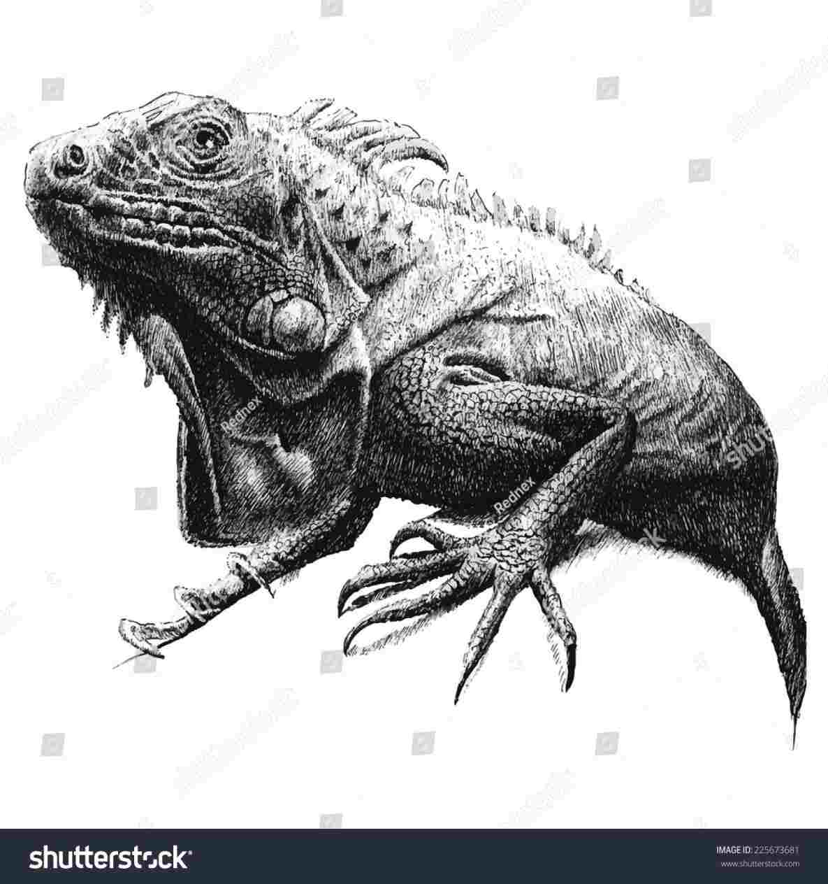 1185x1264 drawing of free iguana drawing download on ubisaferhubisafeorg - Iguana Drawing