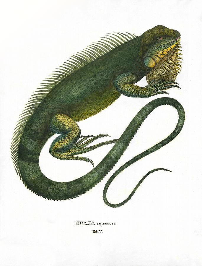684x900 green iguana drawing - Iguana Drawing