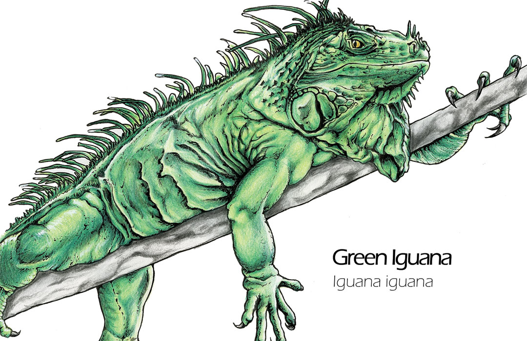1080x700 green iguana animal drawing art mdubillustrations - Iguana Drawing