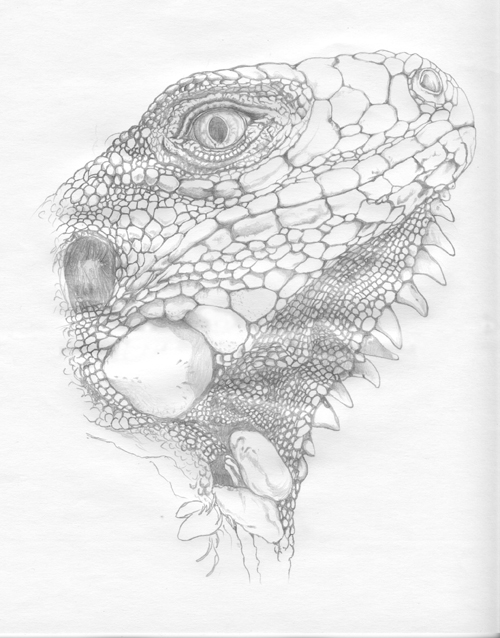 500x638 green iguana drawing madeleine sketches - Iguana Drawing