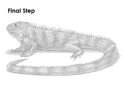 500x363 how to draw an iguana - Iguana Drawing