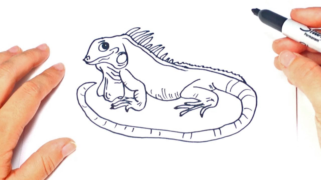 1280x720 how to draw a iguana step - Iguana Drawing