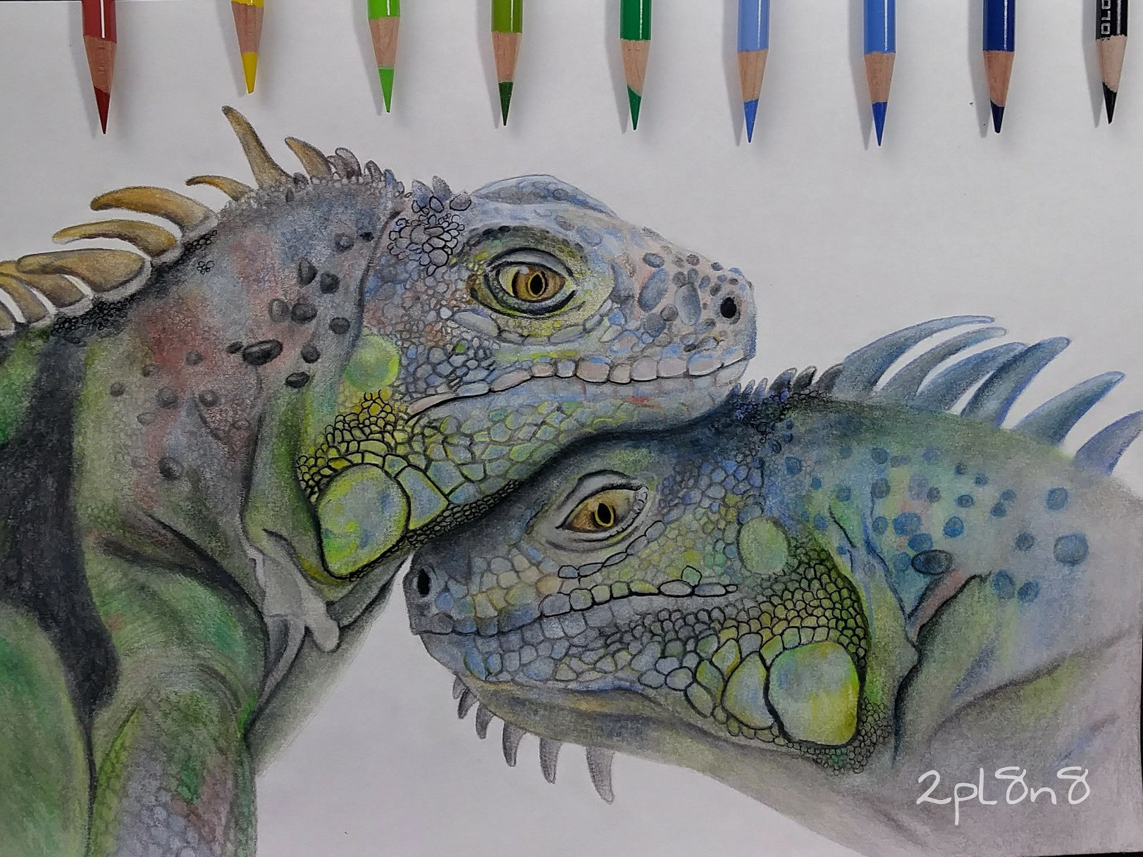 1622x1217 iguana drawing - Iguana Drawing