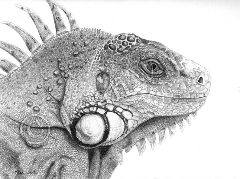 794x592 iguana print of an original pencil drawing etsy - Iguana Drawing