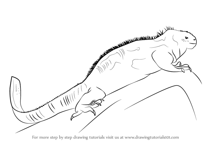 800x565 learn how to draw a marine iguana - Iguana Drawing