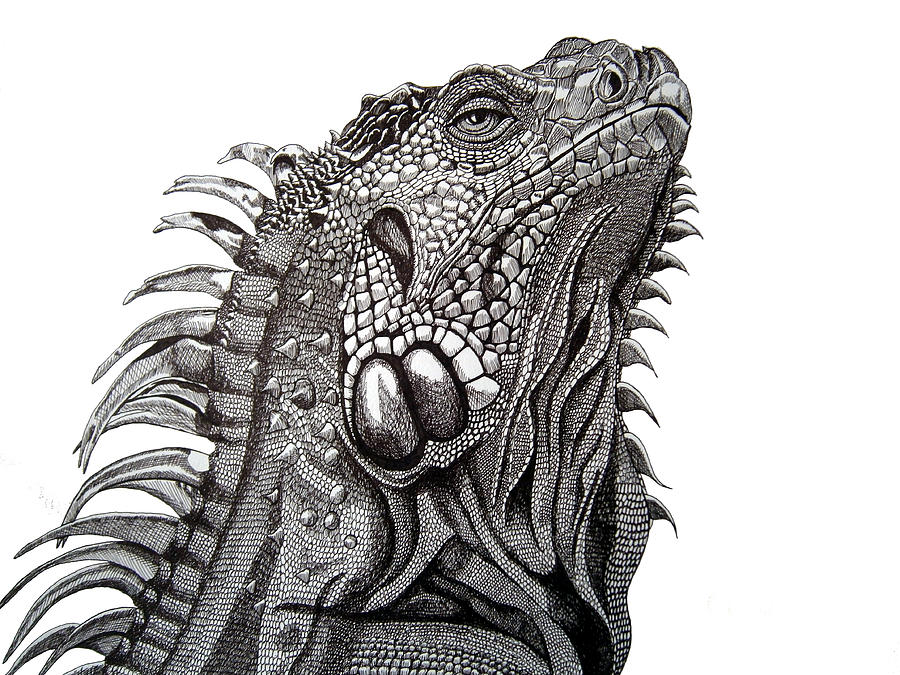 900x675 the proud iguana drawing - Iguana Drawing