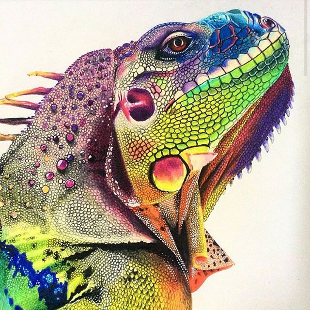 640x640 The Colors And Detail In This - Iguana Drawing