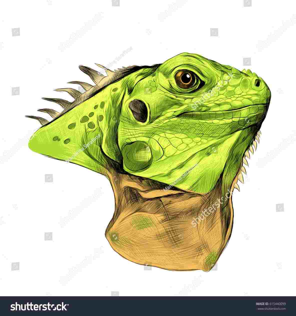 1185x1264 imagesrhpaperliefcom lizard chameleons reptile rh - Iguana Drawing