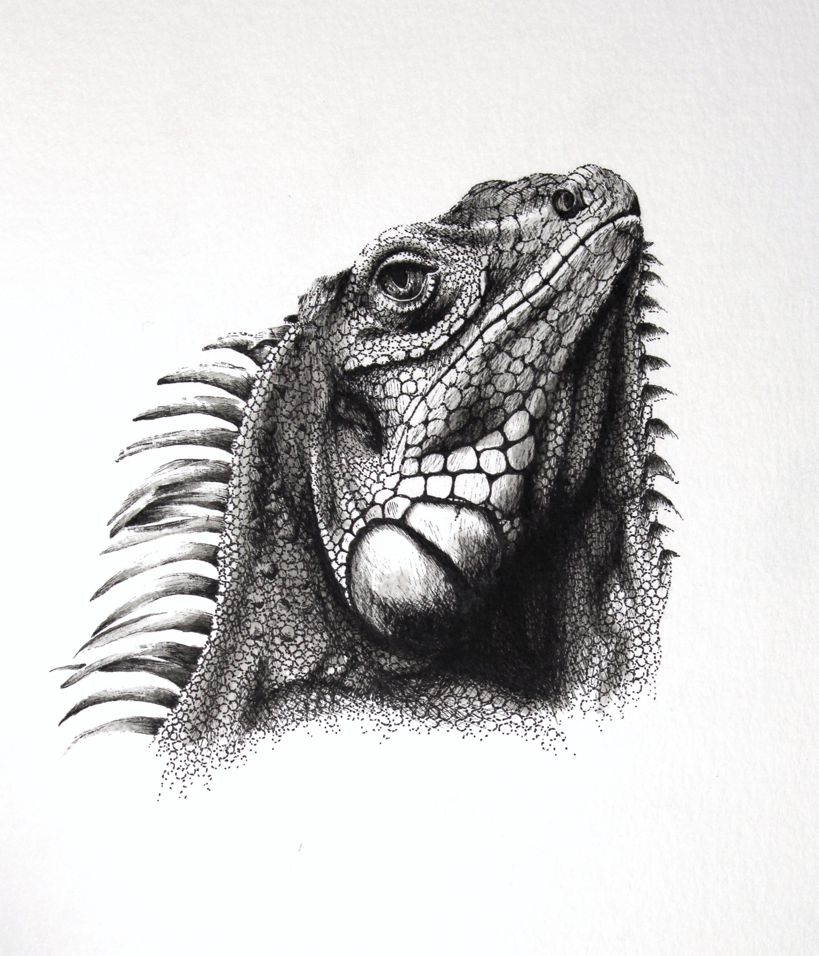 2829x3299 an iguana drawing who's scales forced me to grow a whole new layer - Iguana Drawing