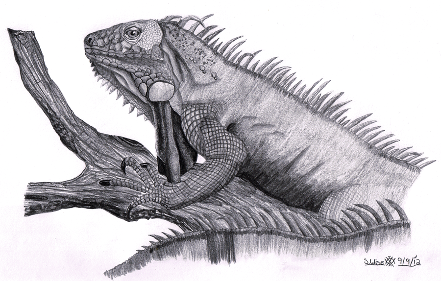 900x574 cute iguana drawing - Iguana Drawing