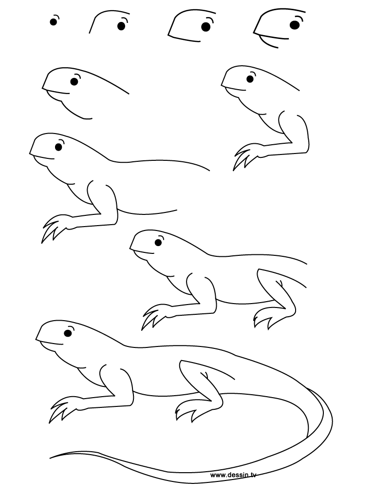768x1024 drawing iguana - Iguana Drawing