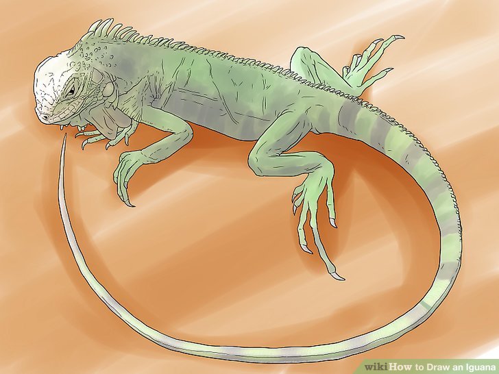 728x546 how to draw an iguana - Iguana Drawing Outline