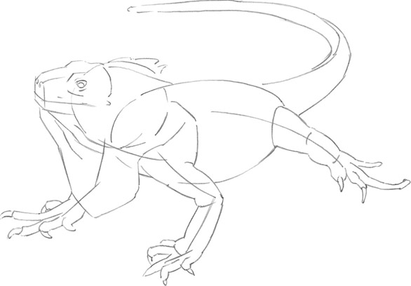 586x408 iguana - Iguana Drawing Outline