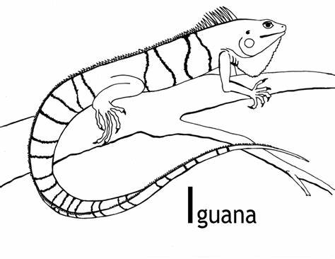 474x366 iguana drawing outline gtgt - Iguana Drawing Outline
