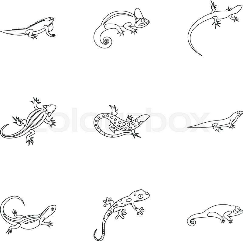 800x792 iguana icons set outline illustration stock vector colourbox - Iguana Drawing Outline