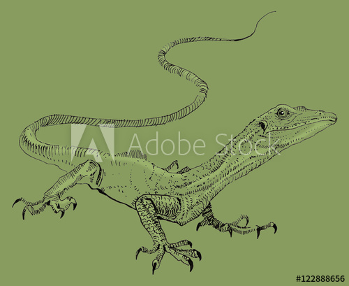 500x409 Lizard, Hand Painted Drawing Of Outline Isolated On White - Iguana Drawing Outline