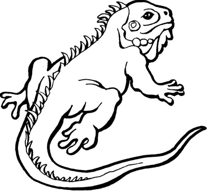 711x657 iguana coloring - Iguana Drawing Outline