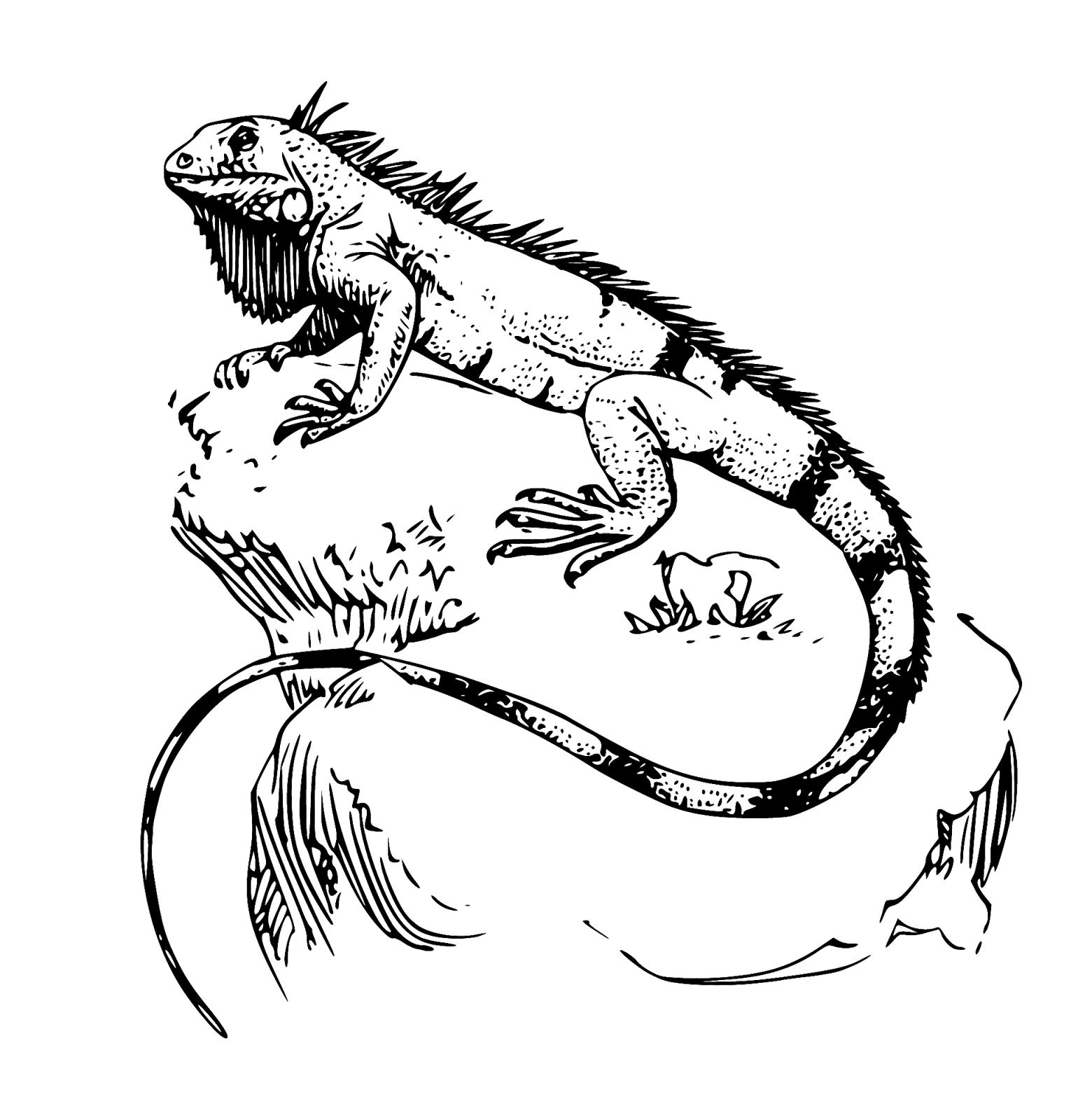 Iguana Drawing Outline at Explore collection of