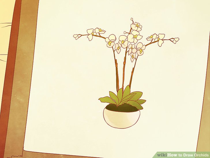 728x546 how to draw orchids steps - Ikebana Drawing