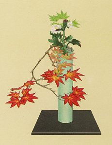 231x300 maple and white chrysanthemum an drawing - Ikebana Drawing