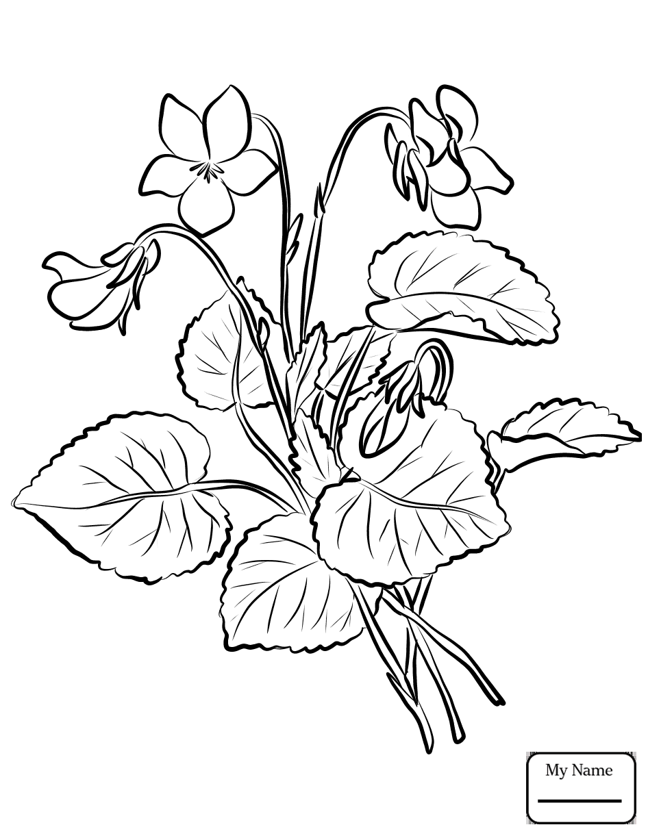 946x1224 sampaguita drawing flower illinois for free download - Illinois Drawing
