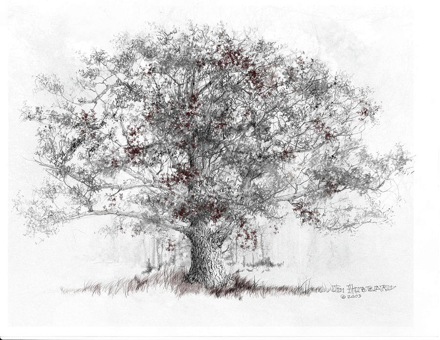900x695 Illinois White Oak Drawing - Illinois Drawing