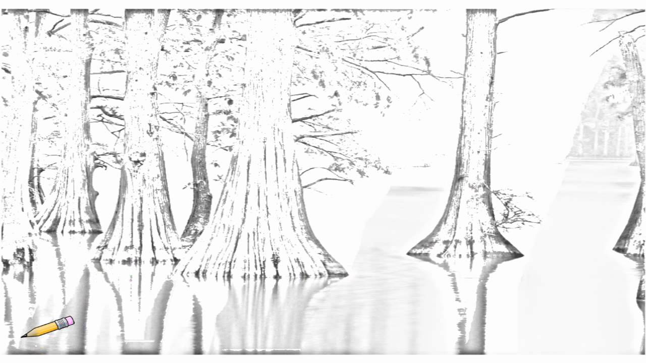 1280x720 auto draw cypress trees, horseshoe lake conservation area - Illinois Drawing
