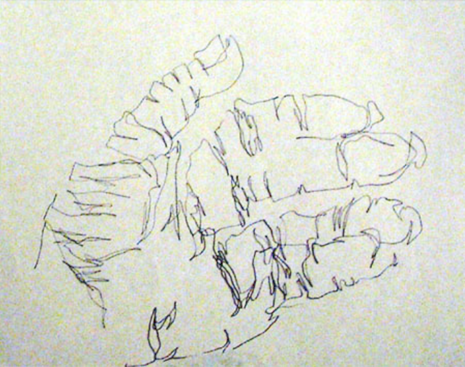 668x527 Start With Blind Contour If You Want Better Drawings - Images Of Drawing Pictures