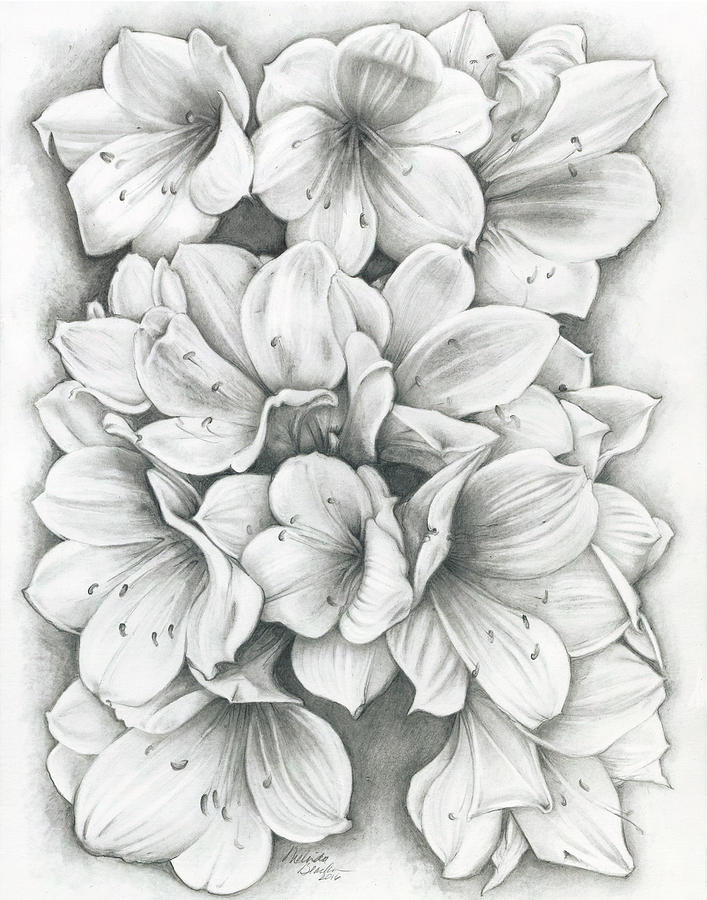 707x900 Clivia Flowers Pencil Drawing - Images Of Flowers In Pencil Drawing