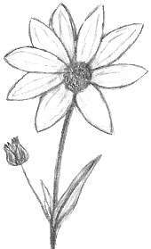 170x279 Flower Drawings - Images Of Flowers In Pencil Drawing
