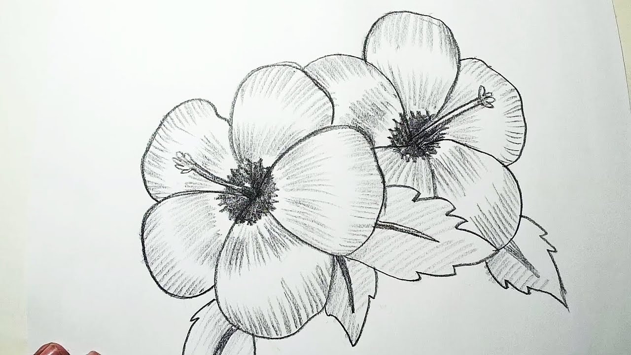 1280x720 How To Draw Hibiscus Flowers Pencil Drawing, Shading - Images Of Flowers In Pencil Drawing