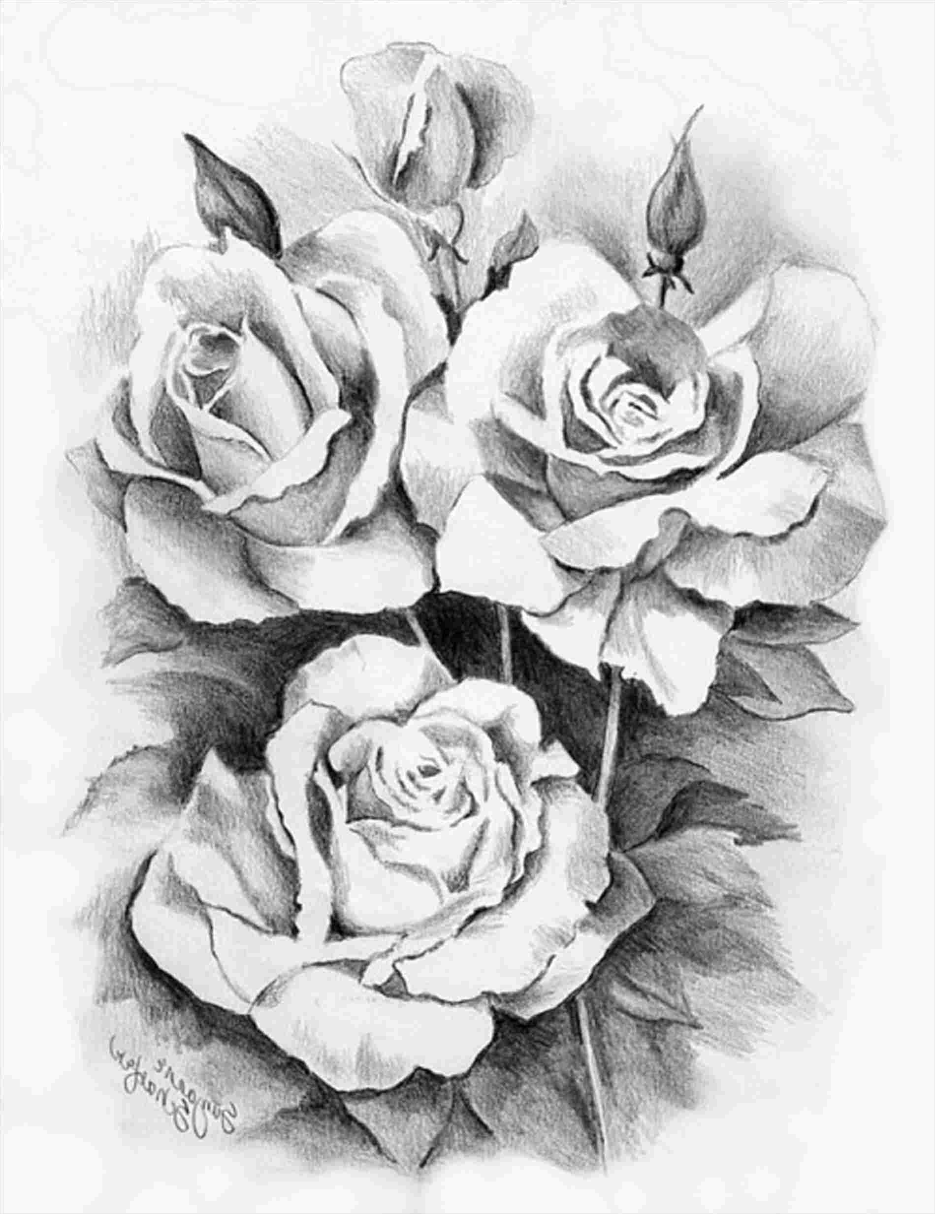 1899x2466 Rhyoutubecom Flower Drawings Photo Beautiful Rhdrawingslycom Rose - Images Of Flowers In Pencil Drawing