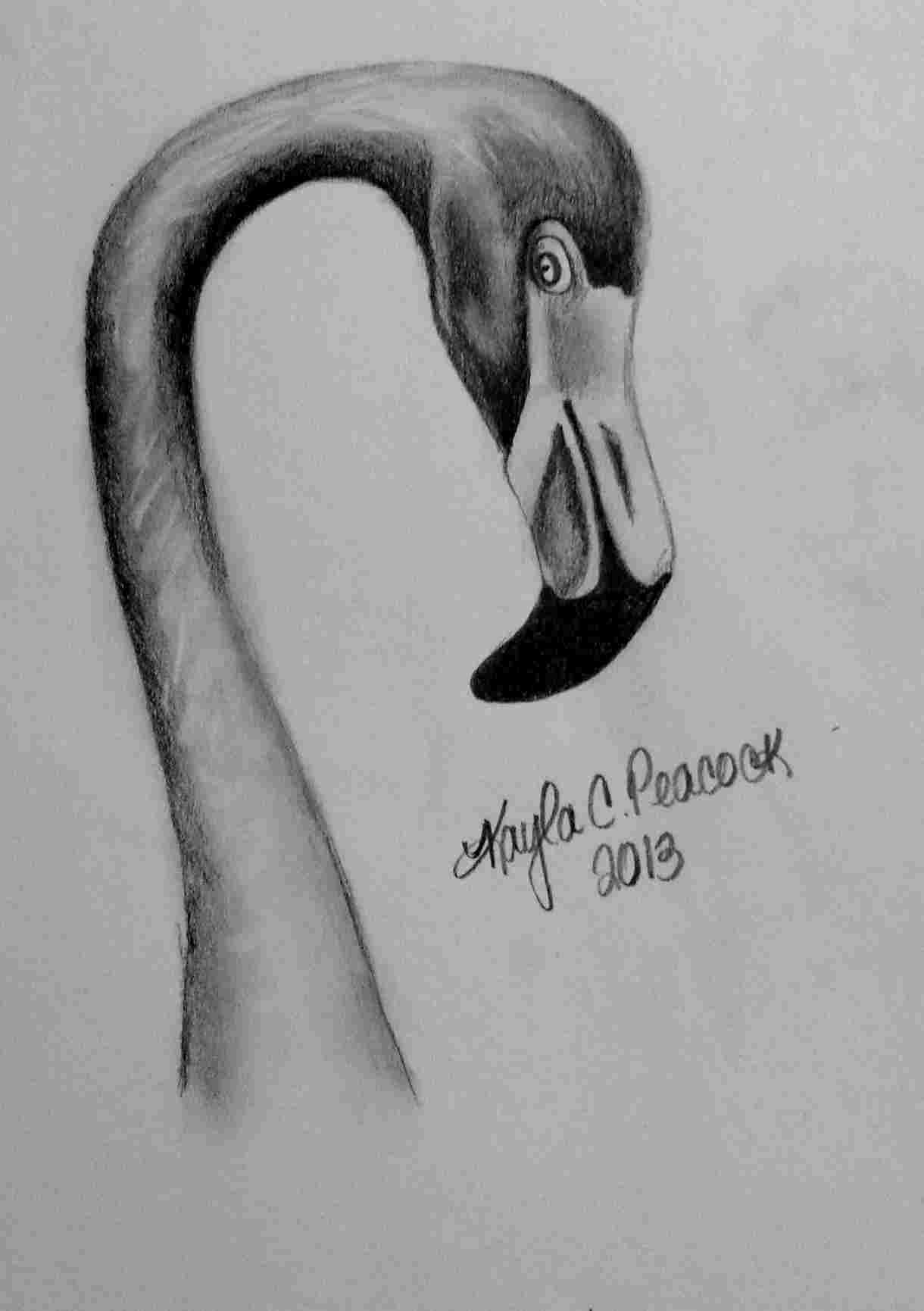 1220x1730 Easy Shading Drawing Of Birds Step - Images Of Shading Drawing