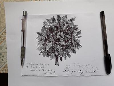 400x300 Imaginative Drawing Of Breadfruit Tree - Imaginative Drawing