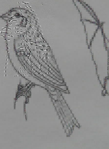 447x609 bird, fowl, animal, physical, sparrow, coloring pages, imagine - Imagine Drawing