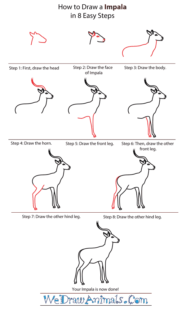 600x1000 how to draw an impala - Impala Drawing