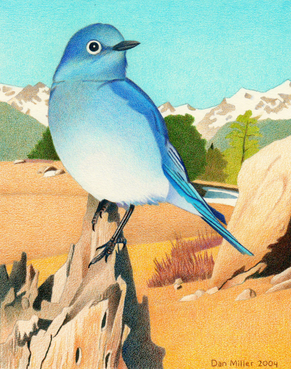 945x1200 Impression Evergreen Mountain Bluebird - Impression Drawing