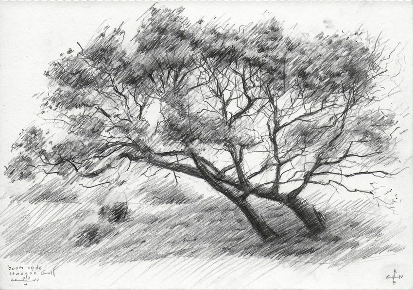 850x598 Tree - Impressionism Drawing