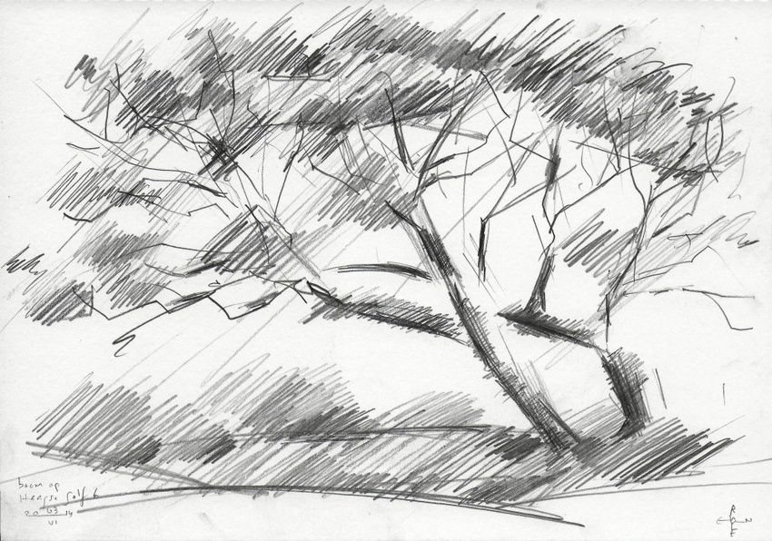 850x596 Tree - Impressionism Drawing